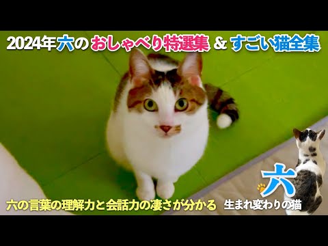 愛猫の「おしゃべり特選集」と「すごい猫全集」この動画で六の(猫の)言葉の理解力と会話力の凄さが分かる | [生まれ変わりの猫] 六