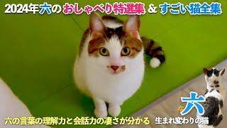 愛猫の「おしゃべり特選集」と「すごい猫全集」この動画で六の(猫の)言葉の理解力と会話力の凄さが分かる | [生まれ変わりの猫] 六