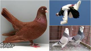 29 types of pigeons