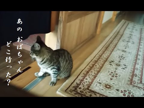 人好きな猫。 誰が来ても すぐ懐くんです。