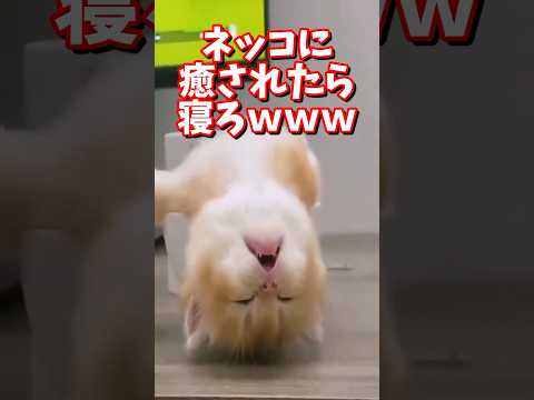 ネッコの動画で癒されたら寝ろｗｗｗ　#2ch #2chまとめ 動物スレ #2ch面白いスレ #動物 #犬 #猫 #癒やし #ねこ動画