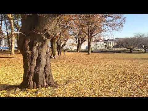 冬色の城北中央公園をぐるっと見回す📱 #vlog #声日記 #独り言 #つぶやき #73歳 #70代  #城北中央公園 #冬色 #銀杏 #黄葉