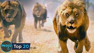 Top 20 Ridiculously Fast Animals