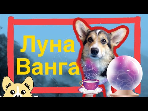 Собака Ванга предсказывает будущее