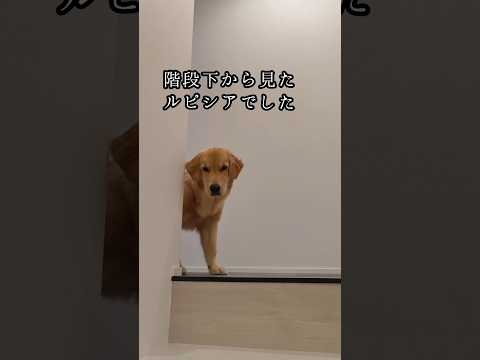 階段下から見たご不満顔のゴルパピ#ゴールデンレトリバーのいる生活 #ゴールデンレトリバー仔犬 #大型犬