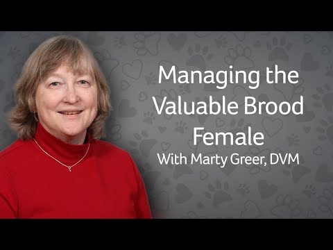 Managing the Valuable Brood Female Dog