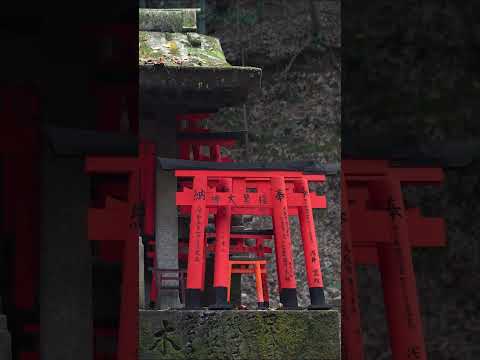 One of Japan's most sacred shrines ⛩️  #japan #travel #japaneseculture #kyoto