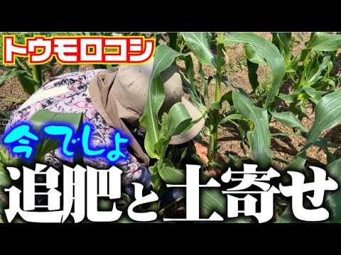 【美味しくて甘いトウモロコシを作る】早取りのトウモロコシの手入れをしました【ゴールドラッシュ・ネオ】