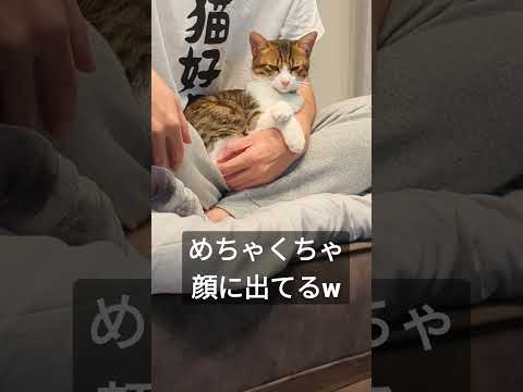 パパの膝の上に座るとなぜか不機嫌になる子猫 #shorts