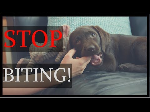 How to TRAIN Your PUPPY to STOP NIPPING! | Tips for Training a Puppy