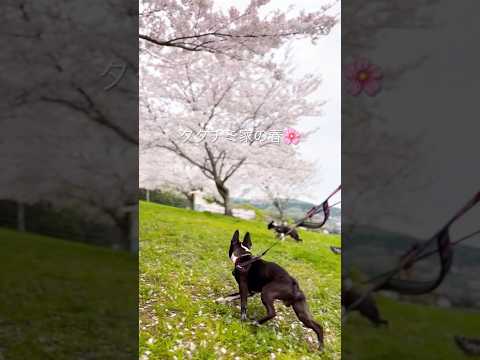 #ボストンテリア #bostonterrier #dog #犬のいる暮らし #dogshorts #doglife #かわいい犬 #ボストンテリアタタチミ#桜