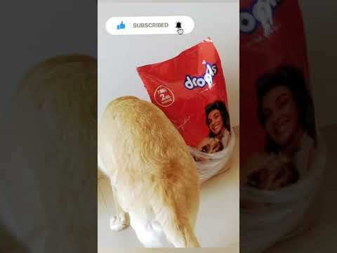 #Labrador retriever dog puppy examining the #Drools dog food | #Chiku BhuBhu - The Labrador #Shorts