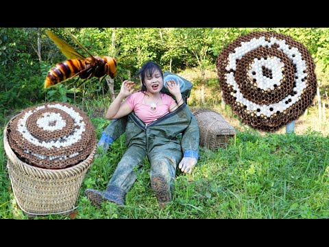 Catch and conquer giant wasp nests to raise to harvest pupae (new idea 2)