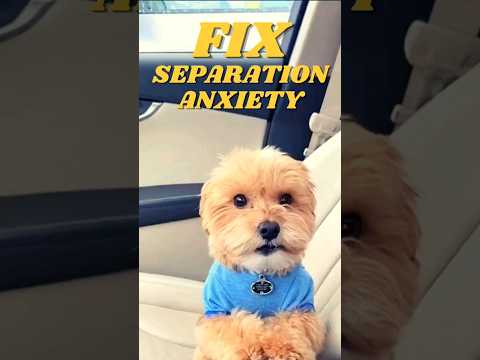 STOP Separation Anxiety in 60 Seconds 🐶❤️ #doglover #dogtraining #shorts