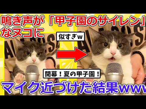 【2ch動物スレ】鳴き声が「甲子園のサイレン」すぎる猫さんにマイク近づけた結果➡反応が可愛すぎるｗｗｗ