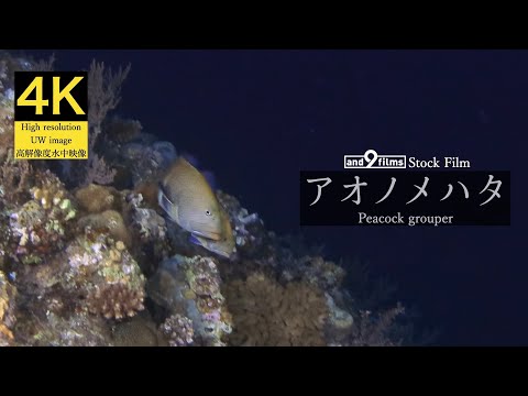 【4K 水中映像】アオノメハタの産卵行動 / Peacock grouper / Cephalopholis argus