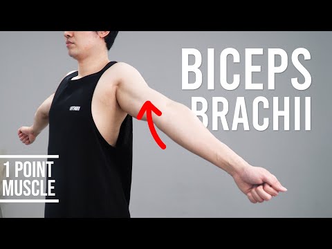 Great Feeling Arm Stretch｜Biceps Brachii｜Hisdream Stretching Library