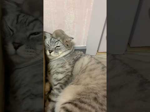 動物の面白かわいい動画見てクスッとなったら負けwww　#2ch動物スレ #動物 #ねこ #shorts #2ch