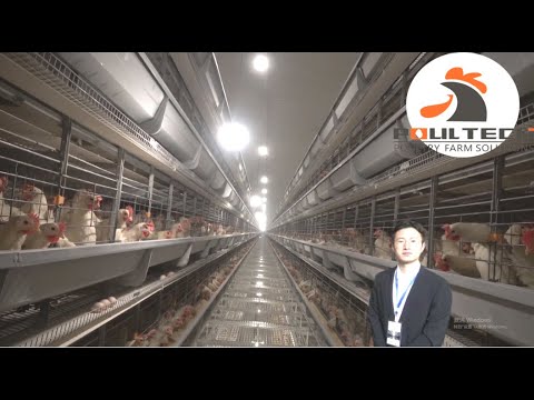 POUL TECH 100,000 Layers Farm Egg Chickens Farm