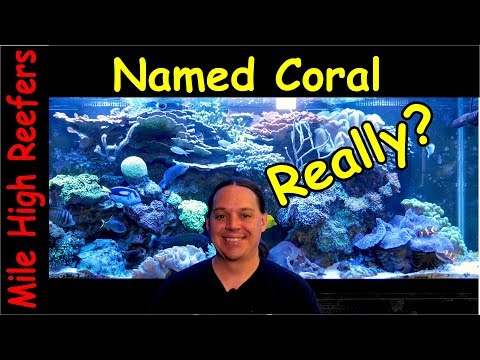 Coral Names Bug Me