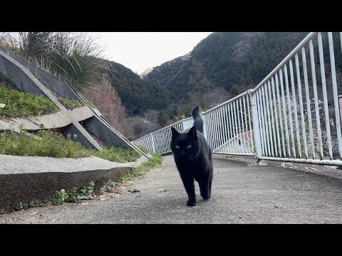 坂道で追いかけてくる黒ねこちゃん　No.８３７　に　２０２４年　１２月２６日　６：００　のくろねこちゃん　black cat