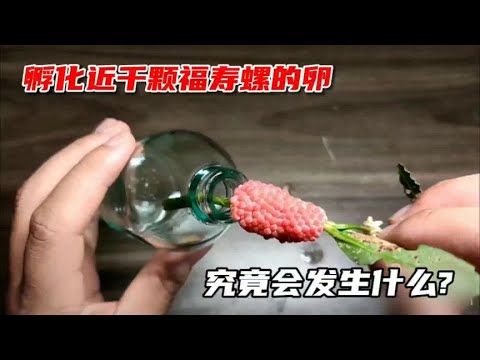 把近千颗福寿螺的卵装进一个小瓶子里孵化，花了三个月时间成功了