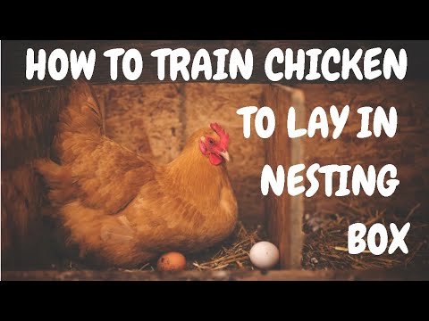 How To Train Chicken To Lay In Nesting Box