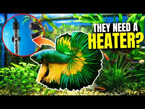 Do Bettas Need A Heater? YES! Here's Why...