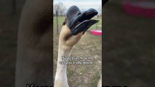 You silly goose… #goose #chicken #haha #joke #chickensofinstagram #farmjokester #patontheback