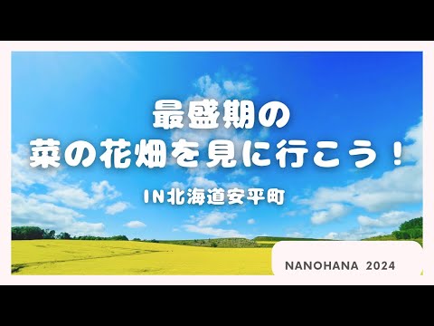 【絶景】満開の菜の花まつりin北海道安平町　〜菜の花さんぽ〜