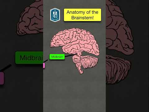 🔥 Anatomy & Function of the Brainstem in 60 SECONDS! [Made Easy - Labeled Diagram]