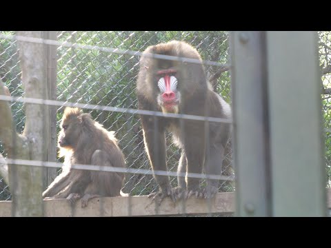 Mandrills and Siamese Gibbons at Itotsu Forest Park 202411