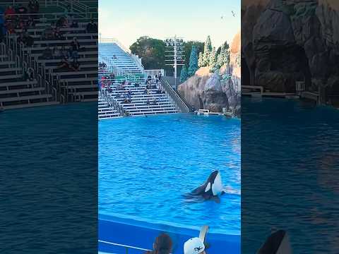 🐳 Orca Encounter | SeaWorld San Diego #shorts