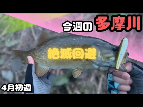 【朗報】多摩川のバスは絶滅してなかった！【今週の多摩川4月初週】