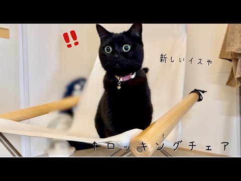 初めてロッキングチェアに乗った黒猫の反応がかわいい