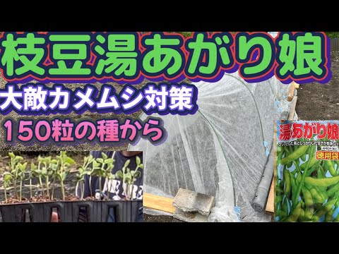 【家庭菜園で枝豆栽培Part1】種を蒔いて苗を畑に植え付けました！えだまめ栽培の特徴とカメムシ対策