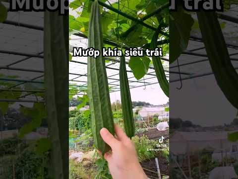 Làm vườn ở Nhật _ giàn mướp khía #music #calmdown #nharuamit #gardening #garden #shorts