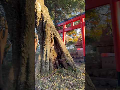 🌸 Burning the Past Year - Dondo Yaki at a Local Shinto Shrine - softypapa shorts ⛩️🔥🇯🇵