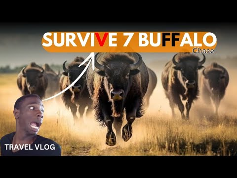 WILL I SURVIVE 7 BUFFALOS 😮