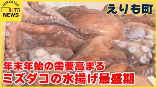 年末年始の需要増に向けて…えりも町でミズダコ漁が最盛期漁では２０キロ超の大物も