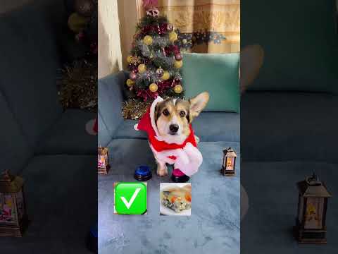 ЛУНА ВЫБИРАЛА, ЧТО ПРИГОТОВИТЬ НА СТОЛ К НОВОМУ ГОДУ | dog chooses what to cook for the new year