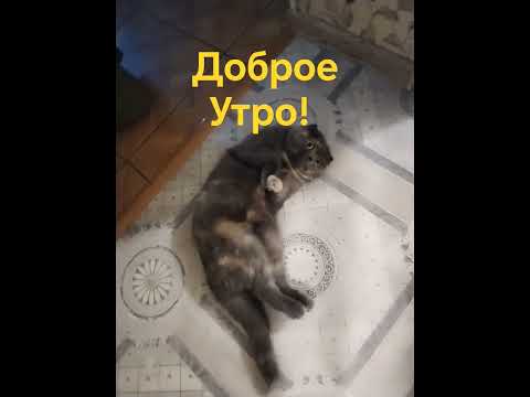 Кошечка отвечает мне😂#доброеутро