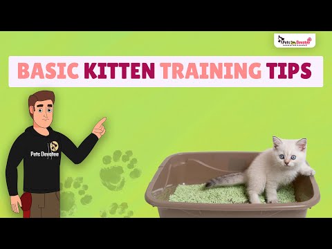 Essential Training Tips for Kittens From Litter Training to Biting Prevention