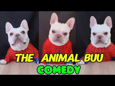 The Animal Buu Compilation | the most Fuuny collection280 #comedy #reaction #funny