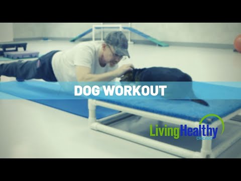 Working Out With Your Dog | Living Healthy Chicago