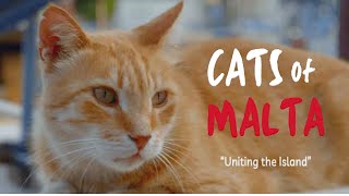 A documentary about stray cats and human connection | Cats of Malta teaser trailer