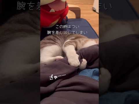 ママの葛藤 #ねこ動画 #保護猫 #子どもと猫 #葛藤 #でも許す #ケリケリ #cat