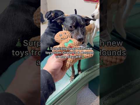 Surprising dogs with Grounds & Hounds toys at dog daycare!