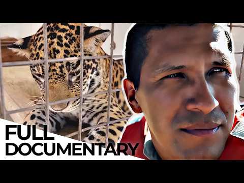 The Illegal Jaguar Trade Network | Tigre Gente | ENDEVR Documentary