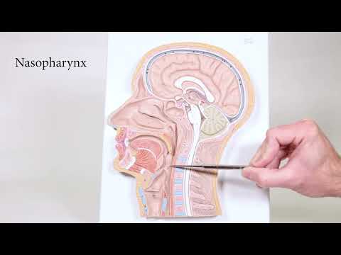 Head Sagittal Cut Model